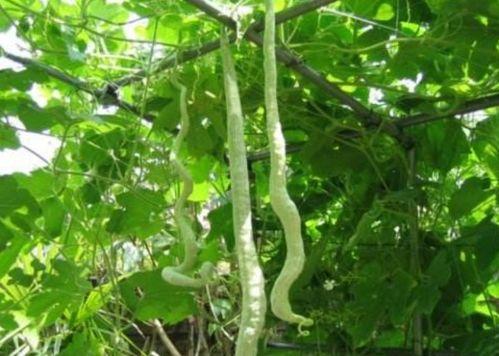 鹏飞吃蛇瓜,鹏飞挑战蛇瓜美食之旅