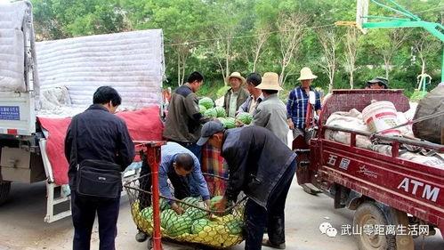 双井镇吃瓜,夏日炎炎，吃瓜群众欢乐多