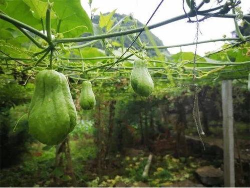 喜欢吃佛手瓜,舌尖上的绿色诱惑