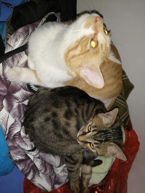 se猫吃瓜,揭秘娱乐圈的“吃瓜群众”