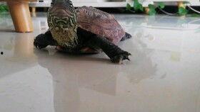 梦到乌龟吃瓜,乌龟吃瓜的奇幻之旅