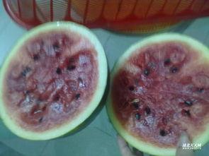 吃瓜仔好吗,揭秘娱乐圈背后的真相与趣味