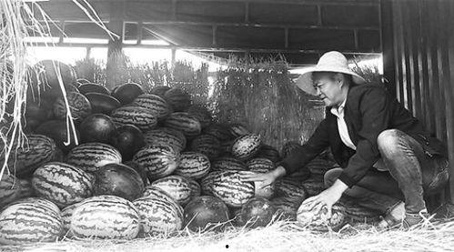 曹妃甸吃瓜群众事件视频,网络围观下的社会现象解析