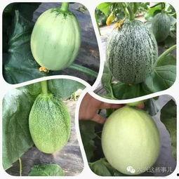 形容在瓜园里吃瓜的幽默,吃瓜群众欢乐多