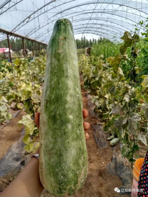 女生带你吃瓜,揭秘娱乐圈那些事儿